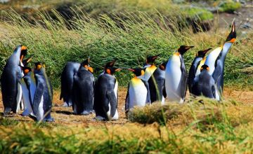 Punta Arenas and surroundings Tours